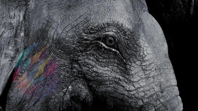 Elephantine Enigma - Online Schilderij - Canvas Schilderij